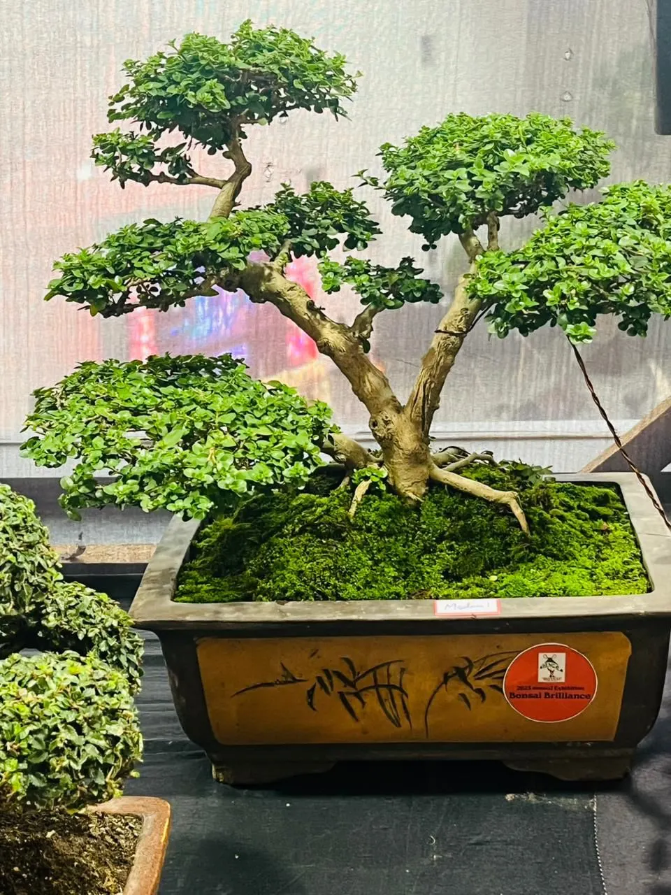 Alakananda-Mukherjee_5